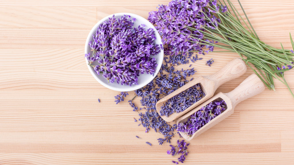 Comparaison visuelle entre épis de lavande vraie et lavandin sur table en bois rustique